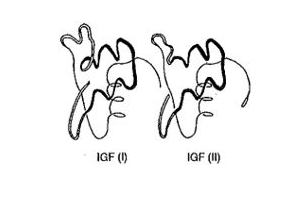 Physiologie des IGF