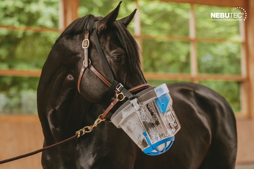 The Impact of Stress on Equine Inhalation Efficiency