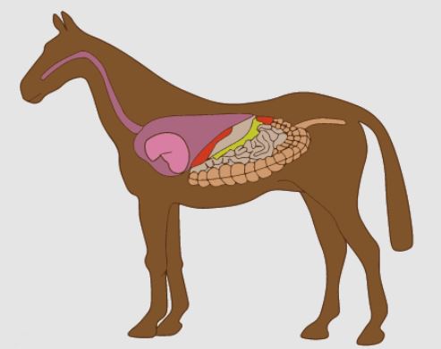 Connaître les pièges de l’anatomie du système digestif du cheval