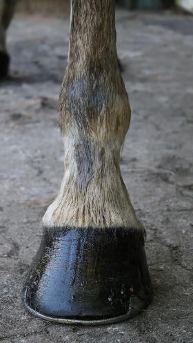 Le Pied du cheval
