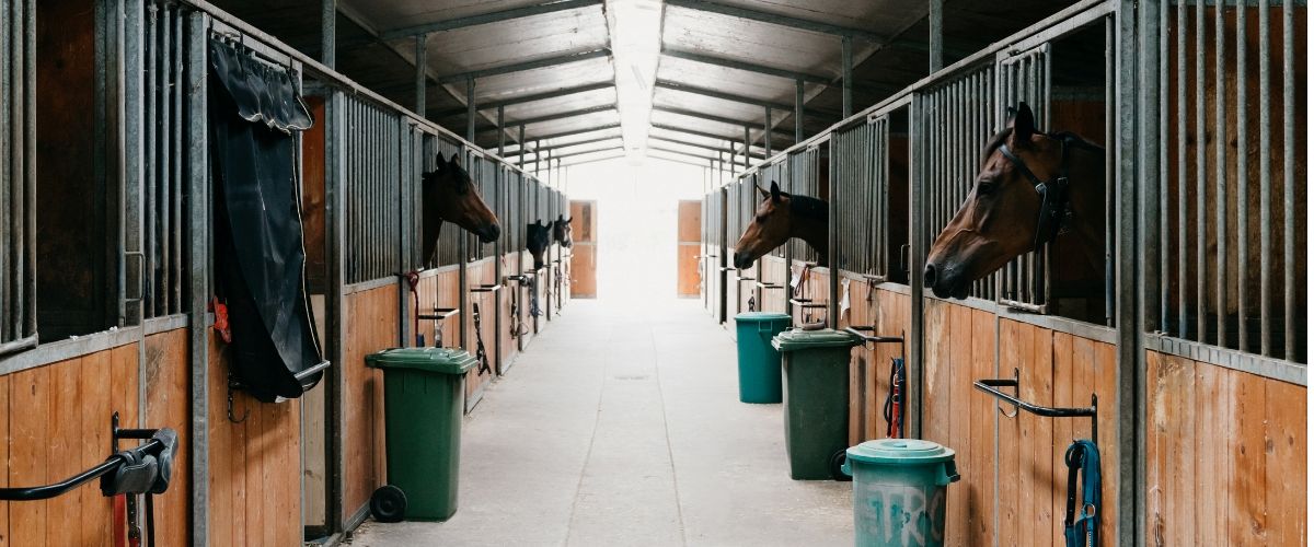 Chevaux dans une allée d’écurie, dans leur environnement respiratoire quotidien