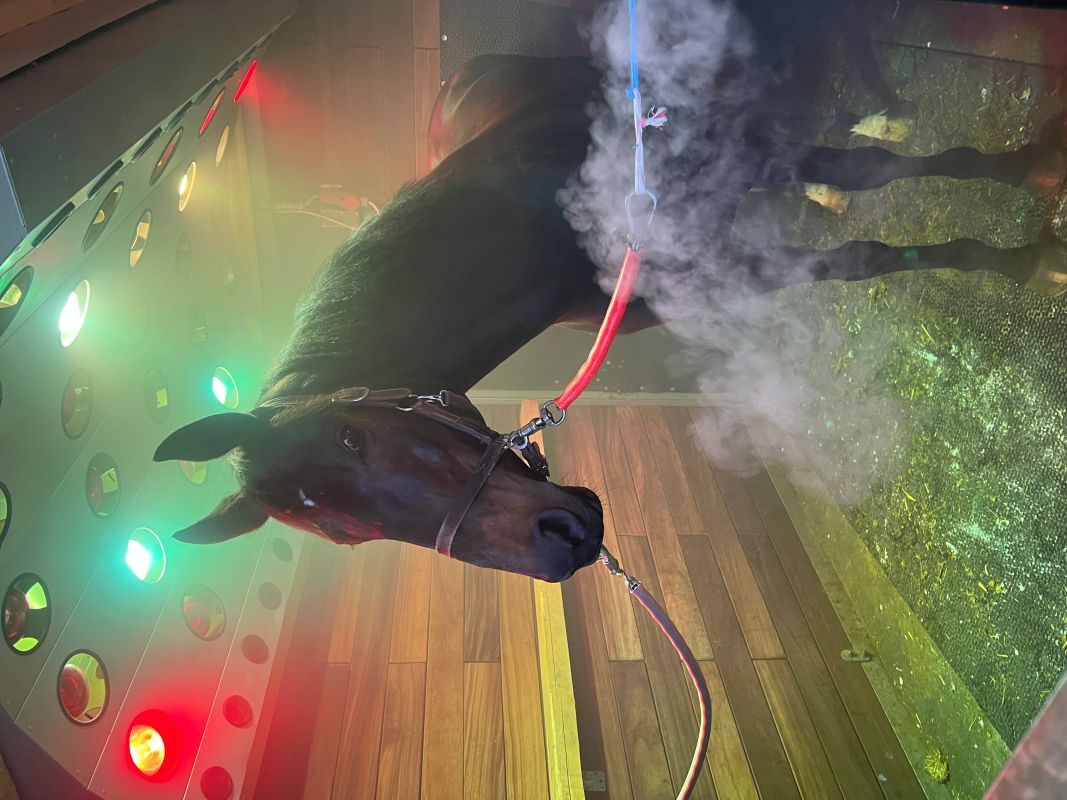 Cheval dans l’espace respiratoire EQUANDLAB