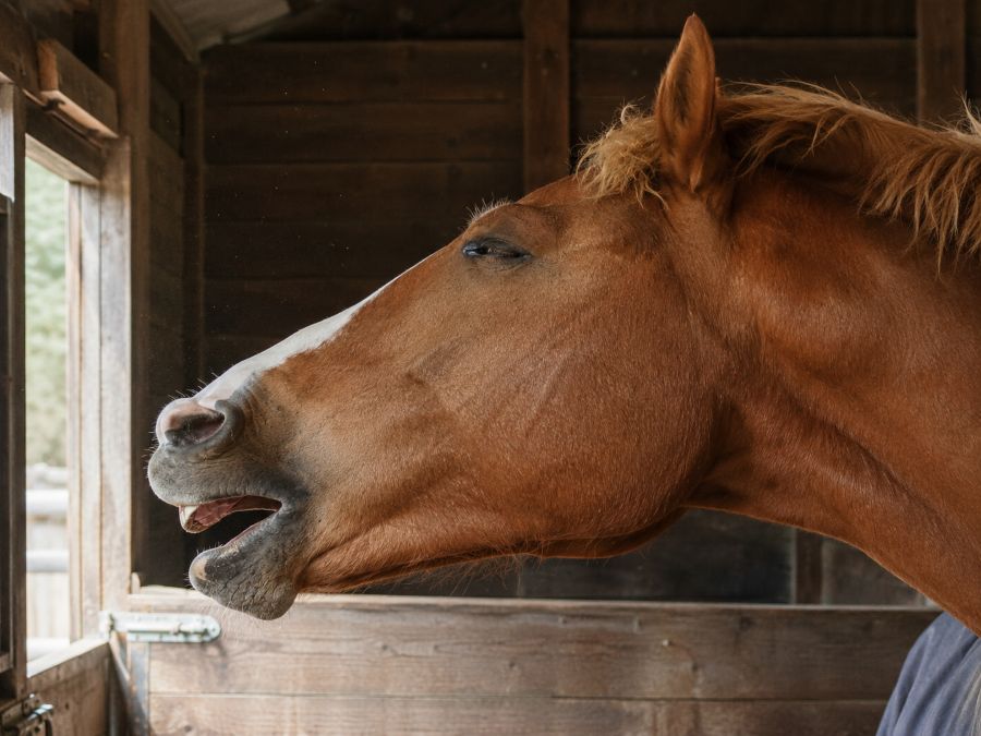 Cheval dans un paysage brumeux