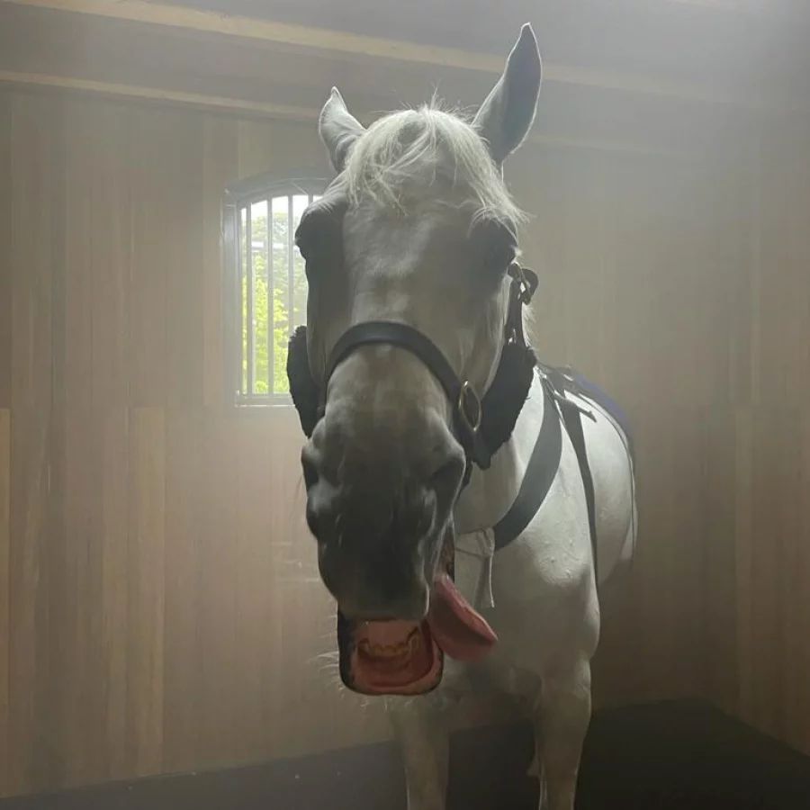 Cheval détendu dans la brume saline d’un Espace de Soins Respiratoires EQUANDLAB