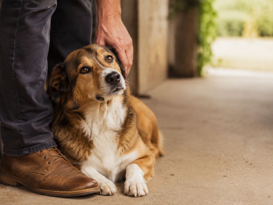 Chien au repos contre les jambes d'une personne, une main posée près de sa tête