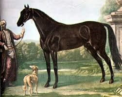 Byerley Turk line